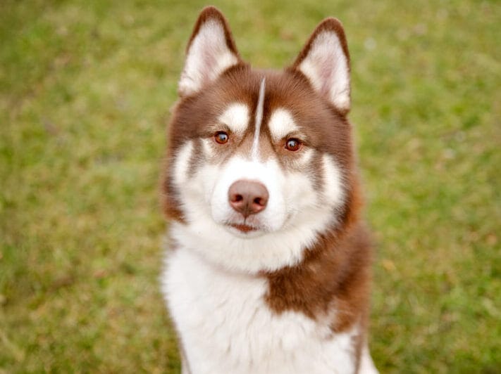 Husky-Mischling Snorre aus dem Tierheim Leipzig