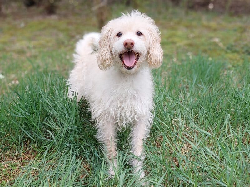 Struppi Tierheim Leipzig