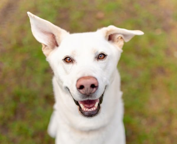 Konfetti Tierheim Leipzig
