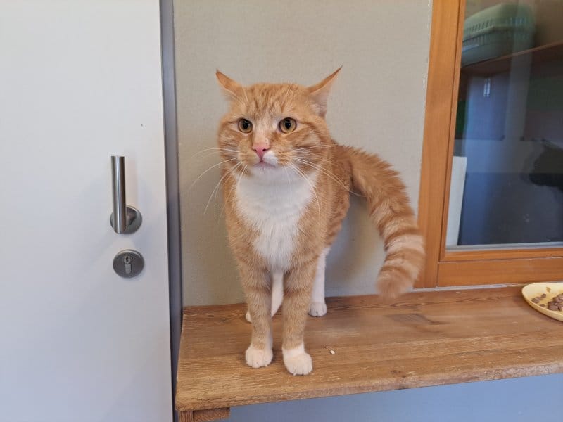 Kater Falco, Tierheim Leipzig