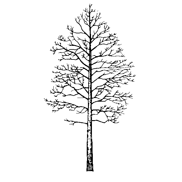 Trembling Aspen