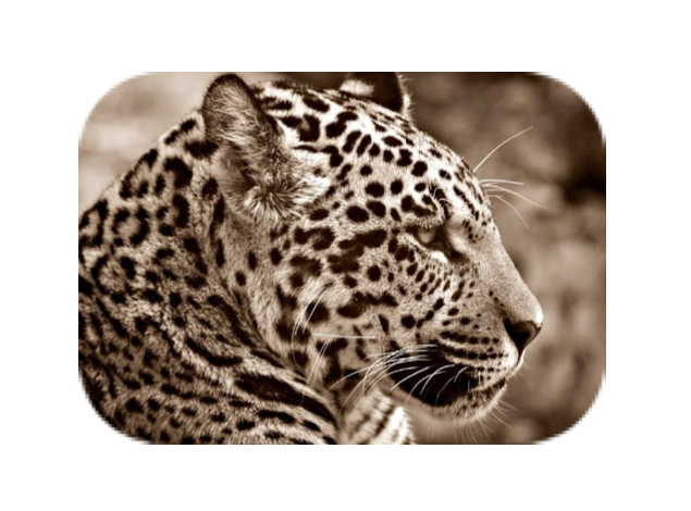Tezcatlipoca