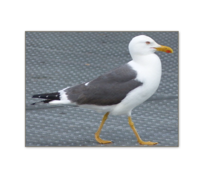 Seagull