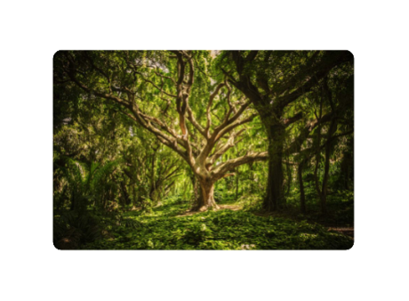 La forêt du désir