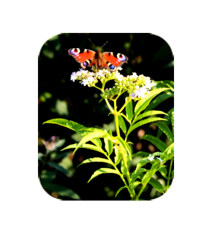 Biophilia