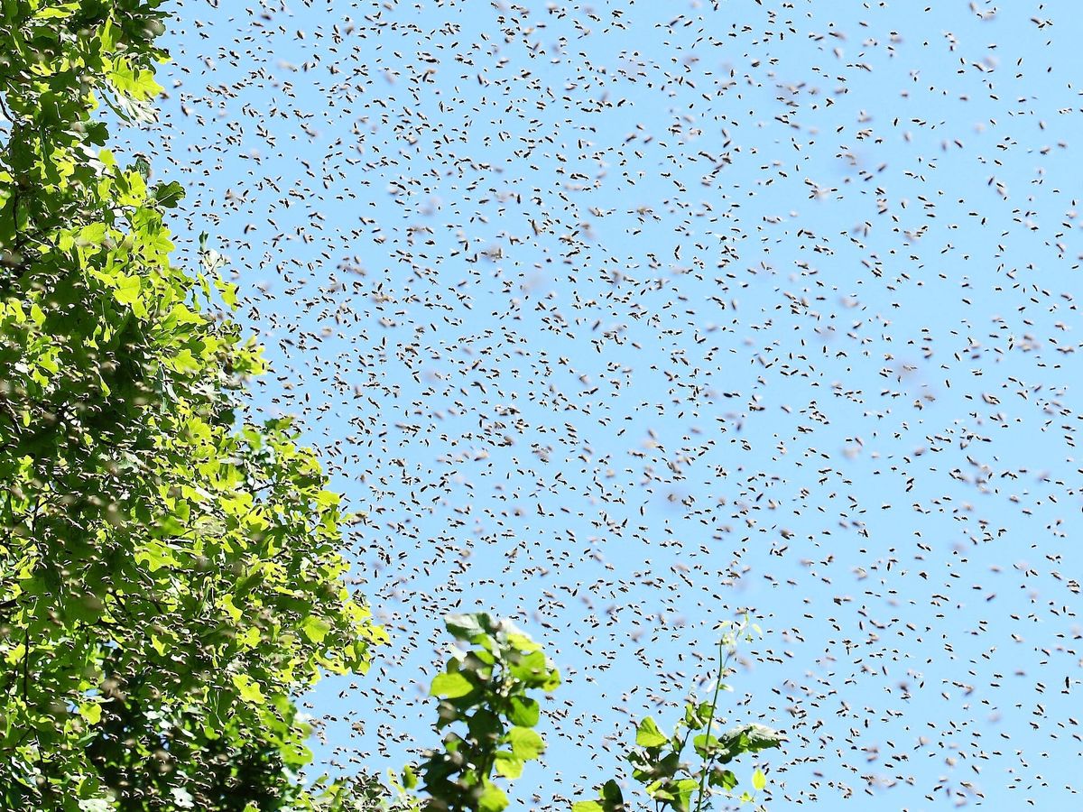 The "Battle of the Bees"