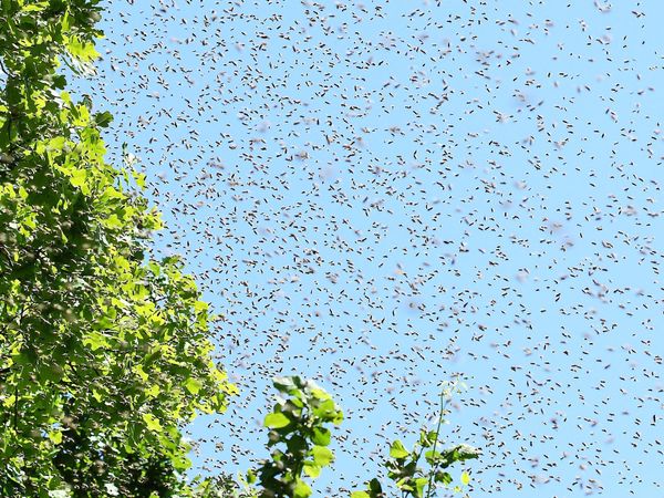 The "Battle of the Bees"