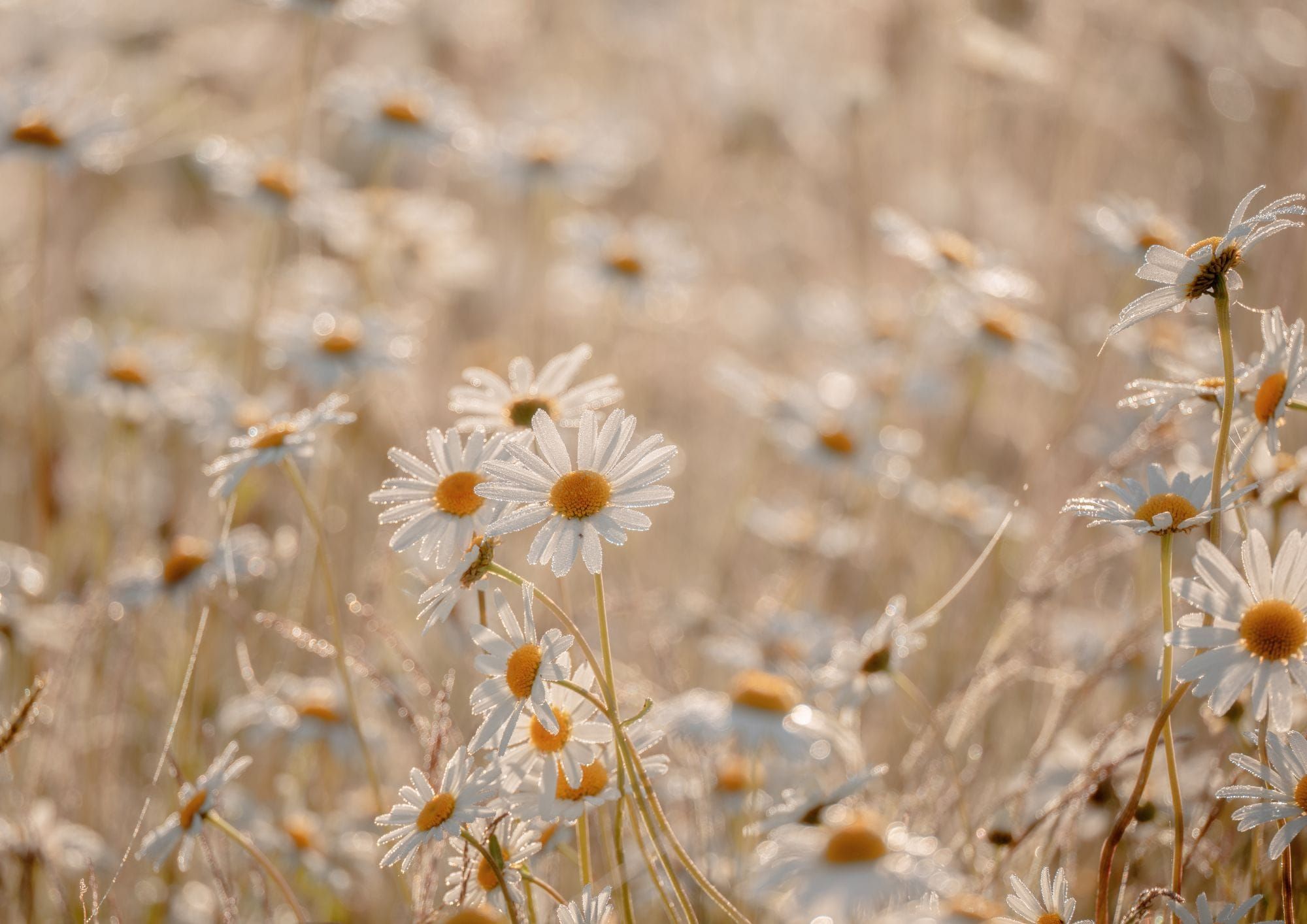 Troisième vendredi de Carême : journée de prière pour les personnes victimes de violences et d'abus