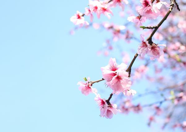 Agenda de l’évêque - Avril 2025