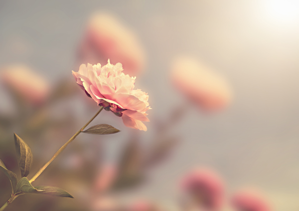 Pluie de Roses - Dimanche 5 octobre 2025 à la cathédrale Saint Jean Baptiste à 15h