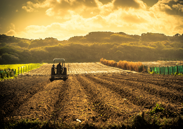 Message de la Conférence des évêques de France en soutien aux éleveurs