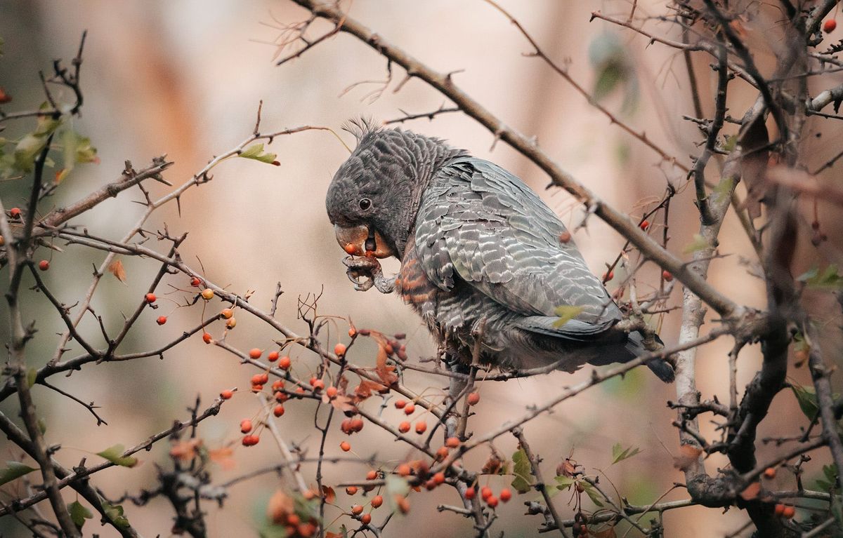 Summer = Gang Gang Season