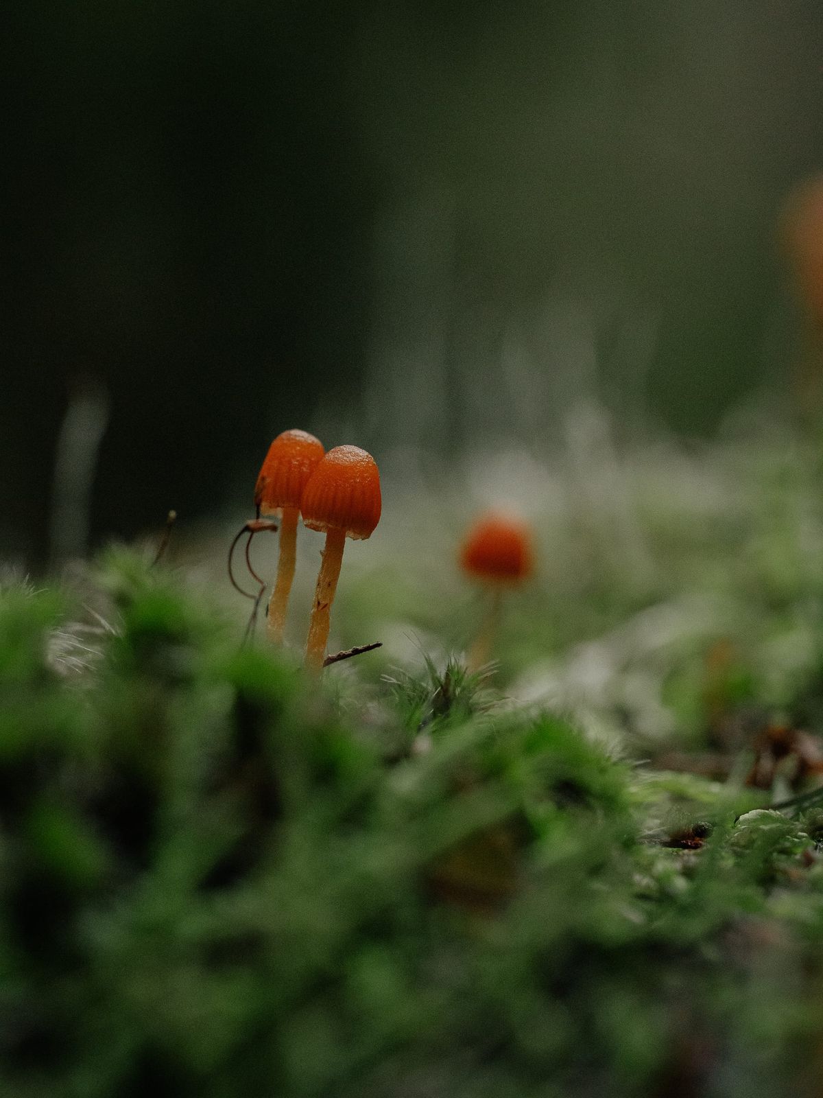 Macro mushroom fun in Kinglake
