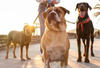 Valley Park Emerges as Frontrunner for Hermosa's First Dog Park