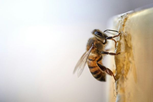 Bee Venom and Modern Medicine. How could we use it for medical purposes