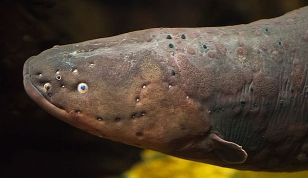 How do Electric Eels Produce Electricity?