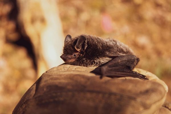 The Amazing Ability of Echolocation in Bats