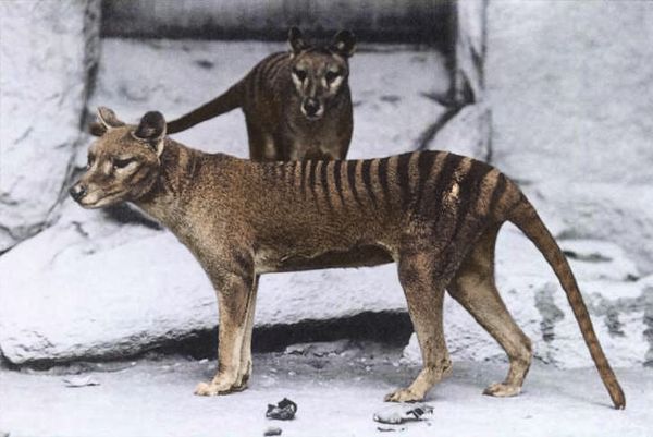 Is the Tasmanian Tiger Really Extinct?  Science Proves Hunting Couldn’t Have Driven the Thylacine to Extinction