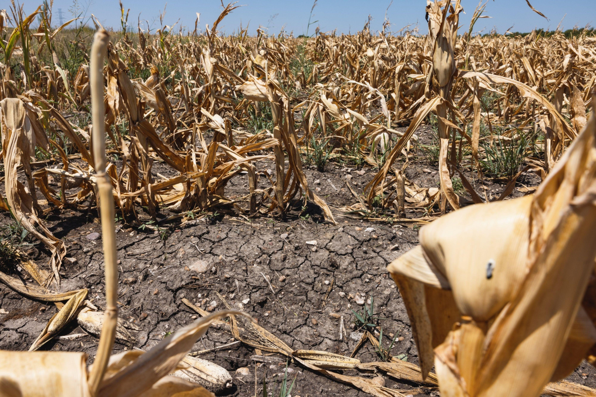 Drought damaged American farmland showing how extreme weather can affect food production