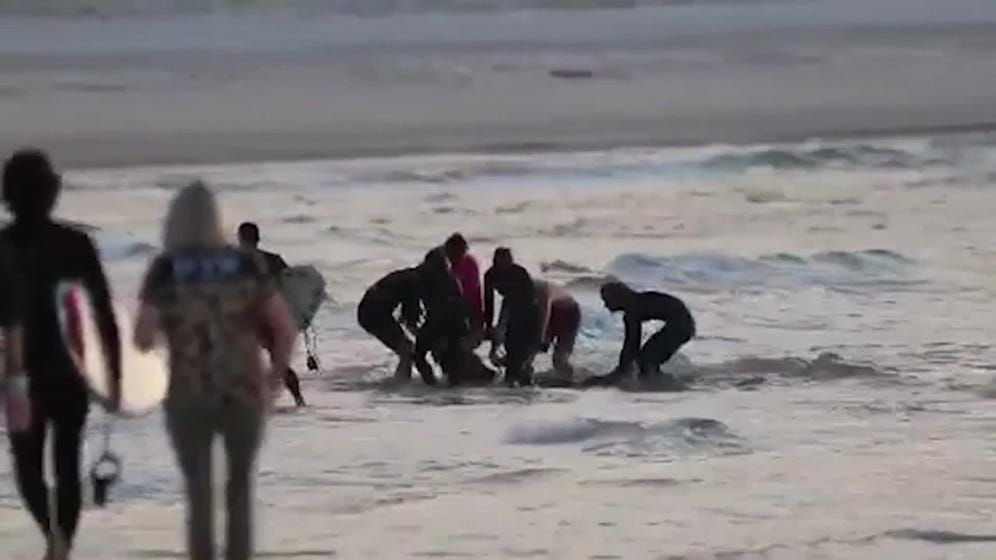 How AI Predicts Shark Attacks Before They Happen