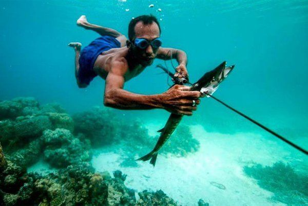 Bajau Super Divers: How AI Is Unlocking the Secrets of Human Underwater Breathing Genetics