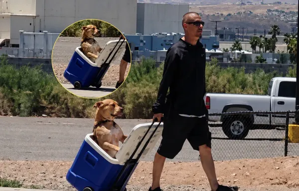 Man Protects His Dog's Paws by Walking Him in a Rolling Cooler — Viral Photo Sparks Debate