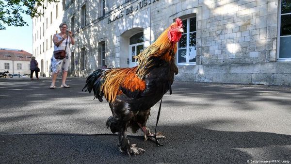 Rooster Wins Court Battle Against Neighbor Who Wanted Him Gone — His Owners Were Awarded $4,500