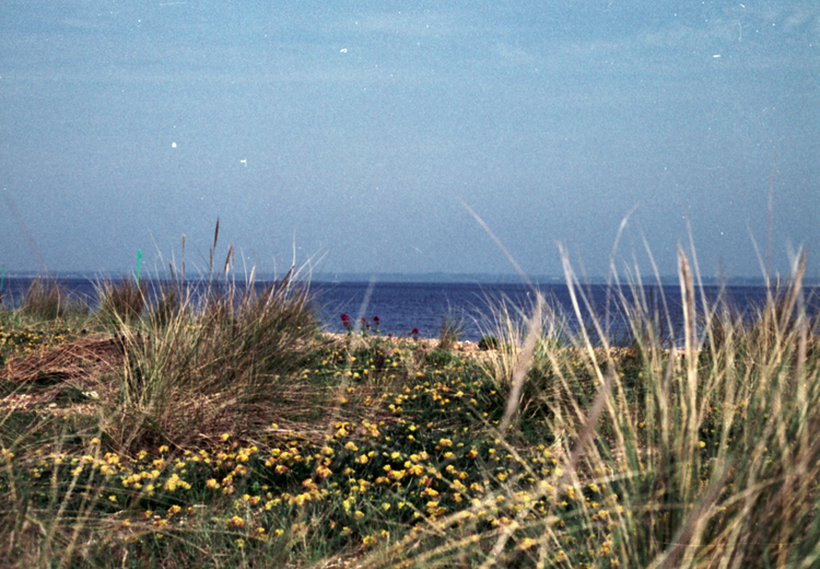 Before the Nightjars leave