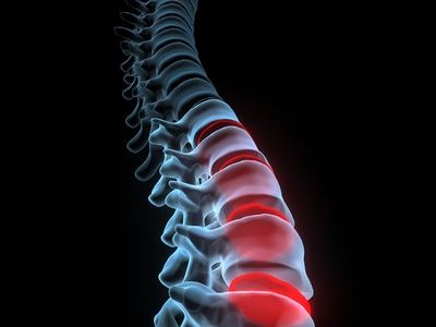 What makes up the organization's backbone