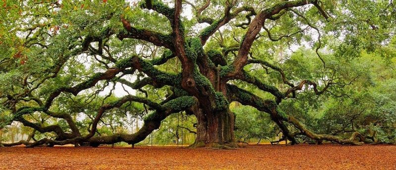 Current state of .NET - through not-so-rose-colored glasses