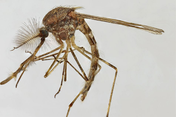 Mosquitoes Discovered in Iceland for the First Time