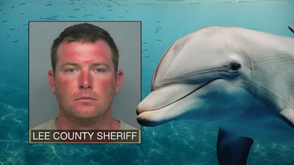 The Florida Man Dolphin “Kidnapping” Shows How Thirsty We Are For Weird News