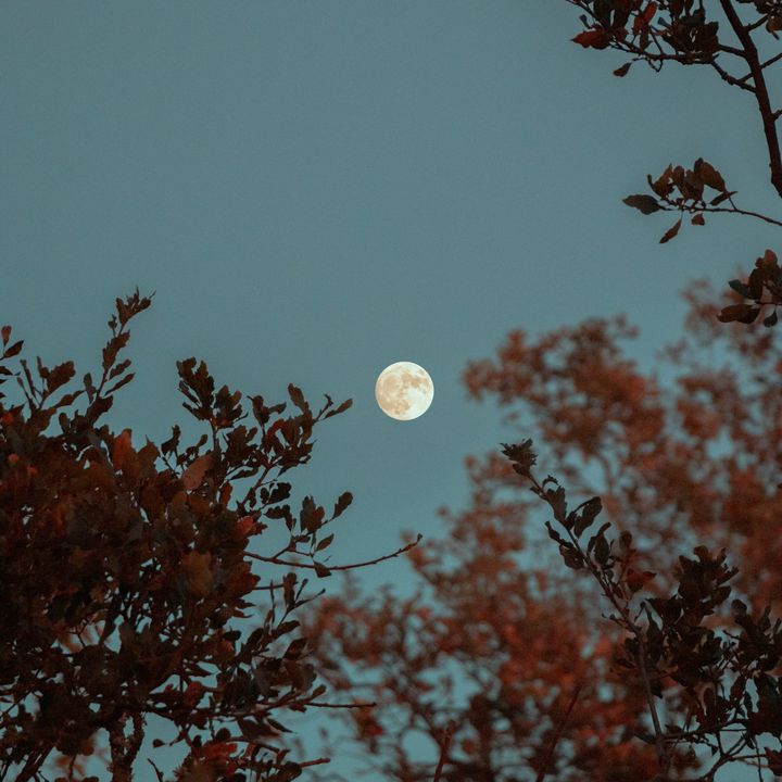full moon in a late-afternoon blue sky, framed by branches with leaves turning red