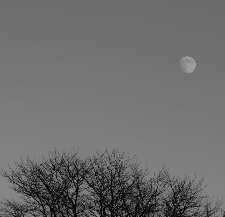 a pale waxing gibbous moon in a slate-gray afternoon sky, above intricate clusters of bare branches