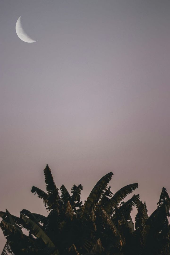waning crescent in a dusty, purple-gray sky, high above a tangle of dar green palm tree leaves