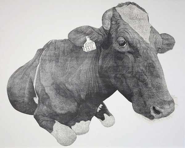 日本藝術家20年只畫一個主題  在牧場打工畫牛