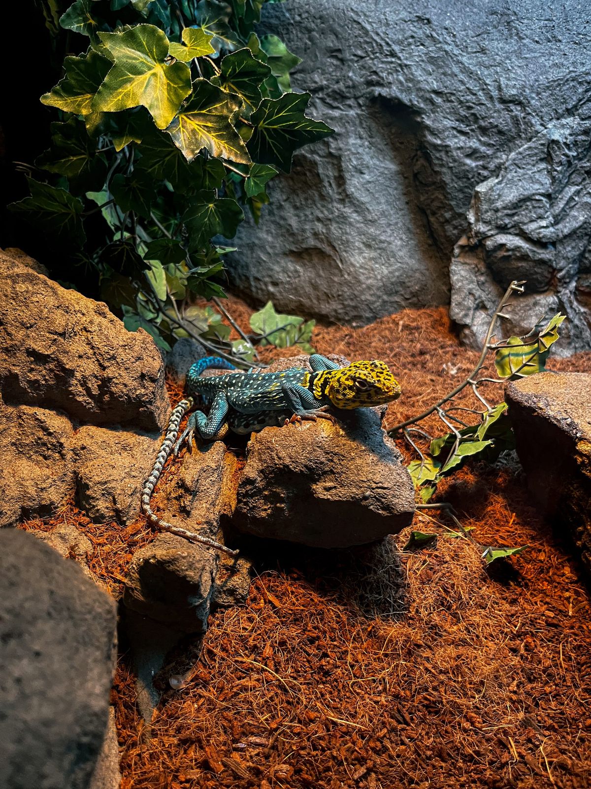 Inside The Reptarium