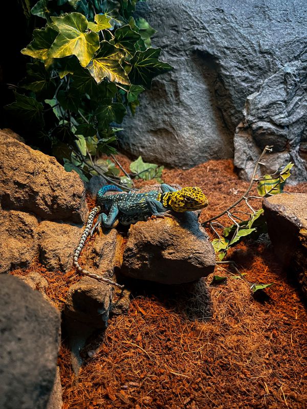 Inside The Reptarium