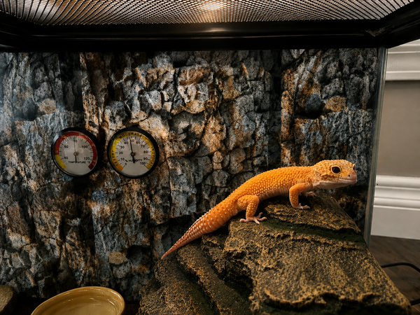 Reptile People Are a Breed of Their Own