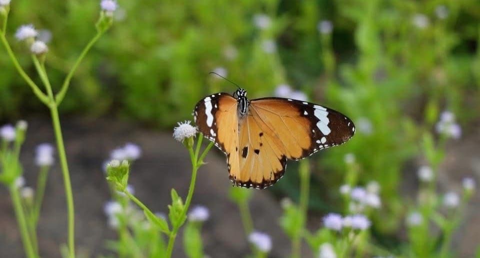 Satya: How Radical Internal Honesty Shapes Our Boundaries—and Our Health