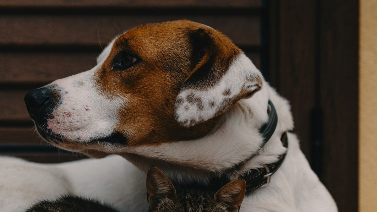 Dementia and the Benefits of Pets