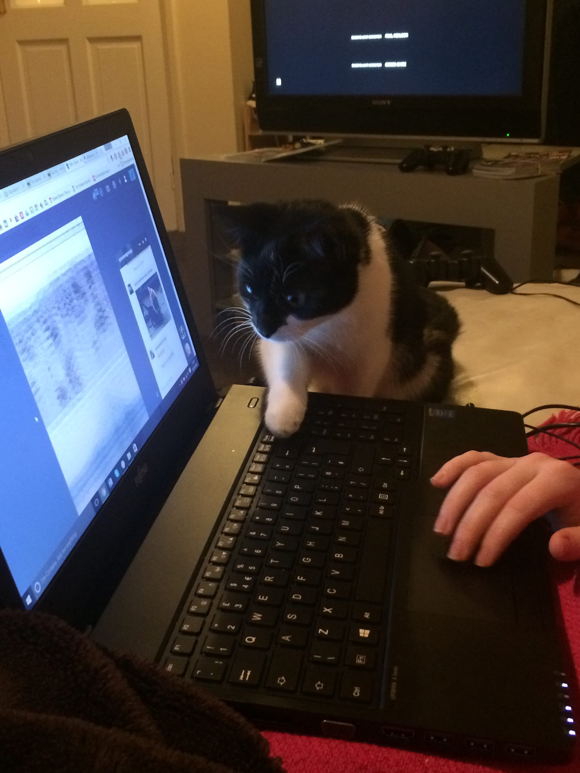 A small black and white cat gently places a paw on a laptop keyboard, the laptop screen showing Tumblr