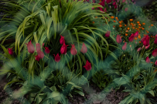 Jovan vasiljevic uertxoczke0 unsplash.jpg