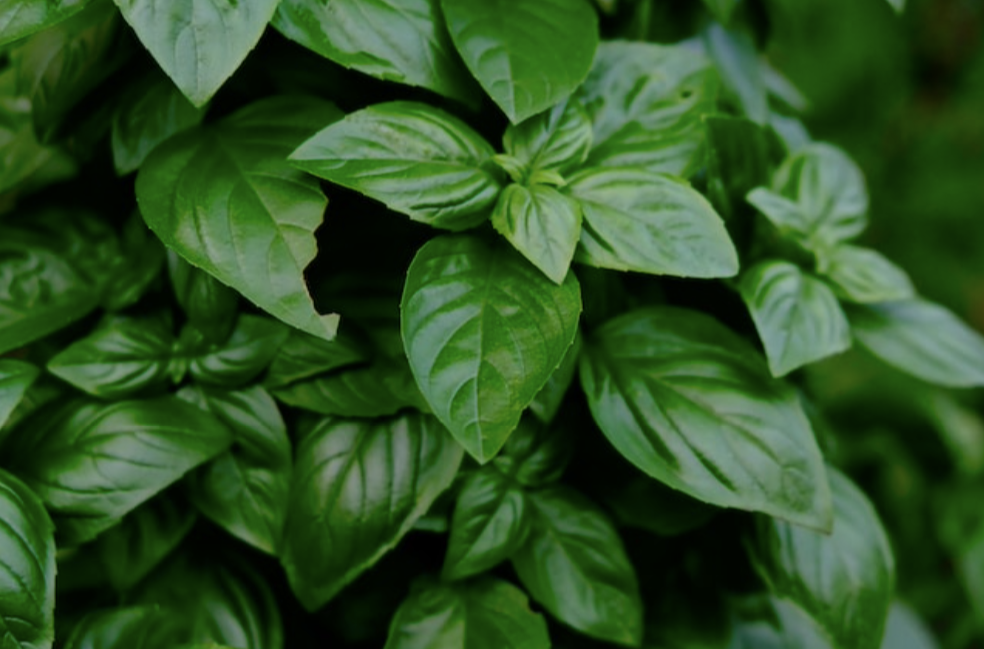 Basilikum