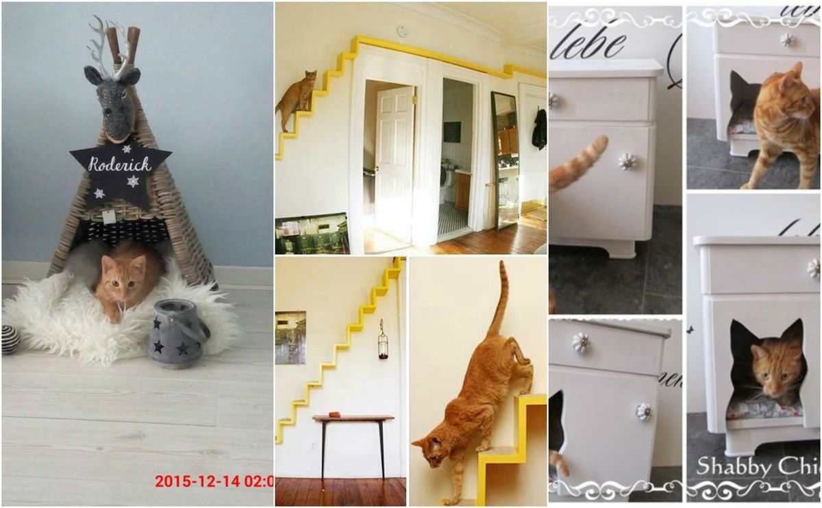 Katzenhaus selbst und origenell bauen :)