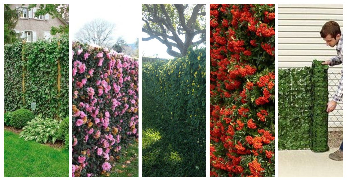 Zaun aus Pflanzen – kreative tolle Garten-Ideen :)