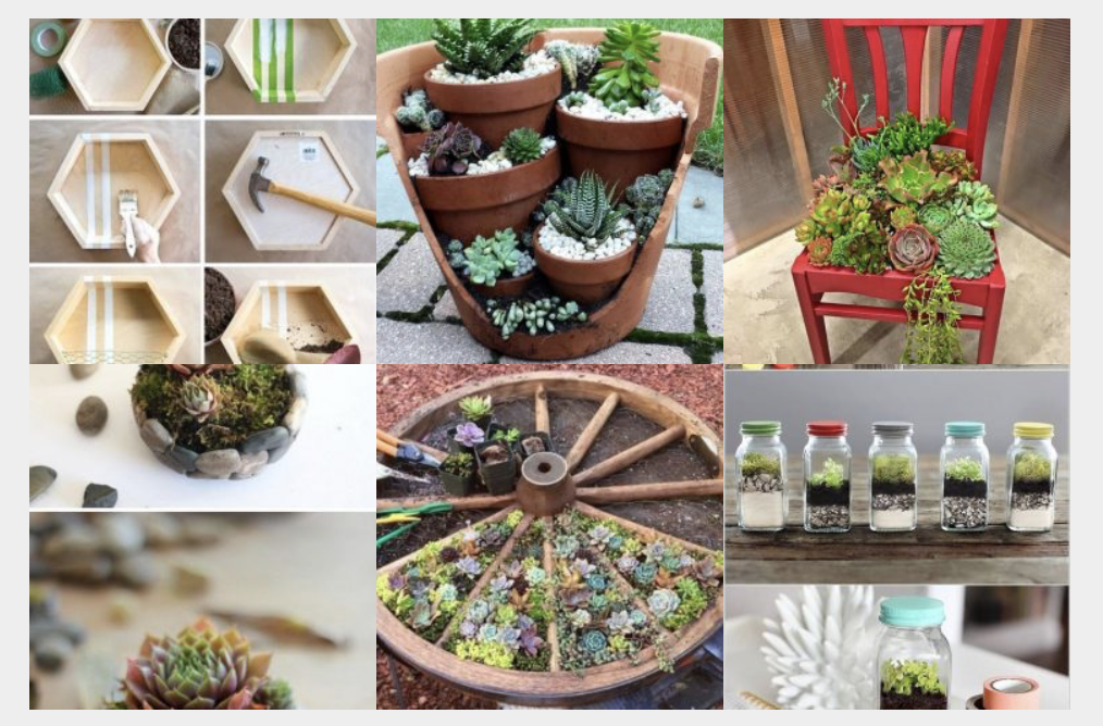 Sukkulent mal anders – kreativ in die Szene setzen! :)