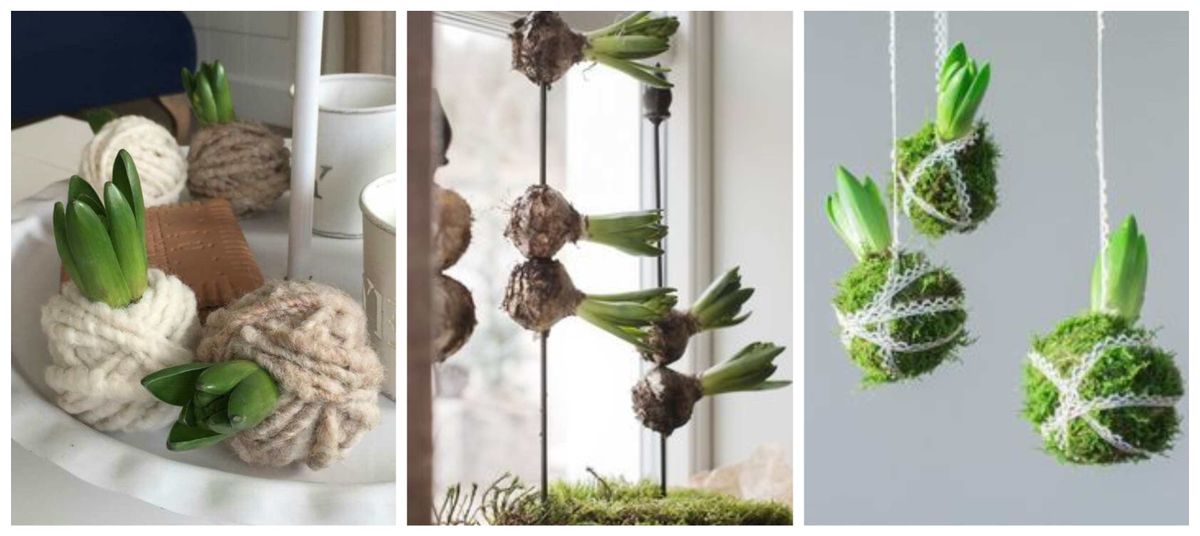 Originelle Dekorationen mit Blumenzwiebeln :)