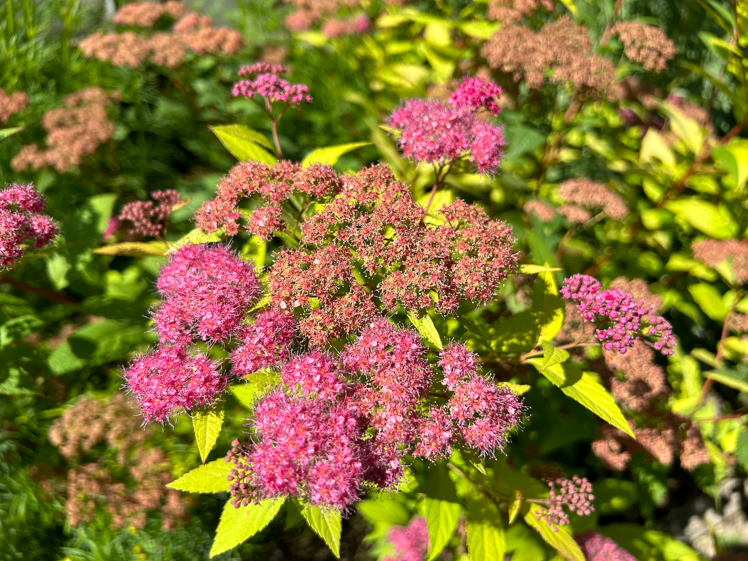 Zauberhafte Blume im Garten: Japanischer Spierstrauch (Spiraea japonica)