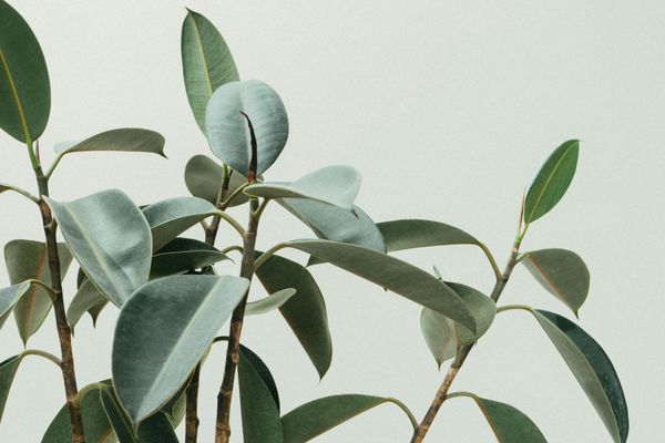 6 Tipps für eine gesunde Monstera Deliciosa